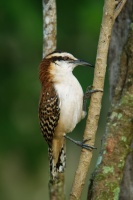 Strizlik rezavosijny - Campylorhynchus rufinucha - Rufous-naped Wren 5575